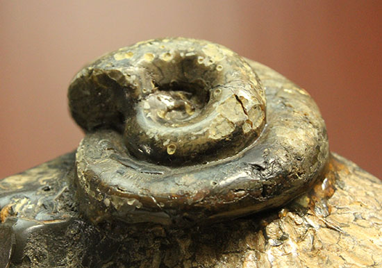 北海道をドドンと３個乗せ！目にも楽しい北海道産のアンモナイト(Ammonite)（その3）