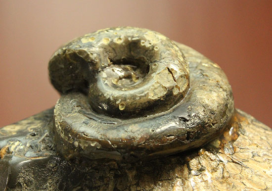 北海道をドドンと3個乗せ!目にも楽しい北海道産のアンモナイト(Ammonite)(その3)
