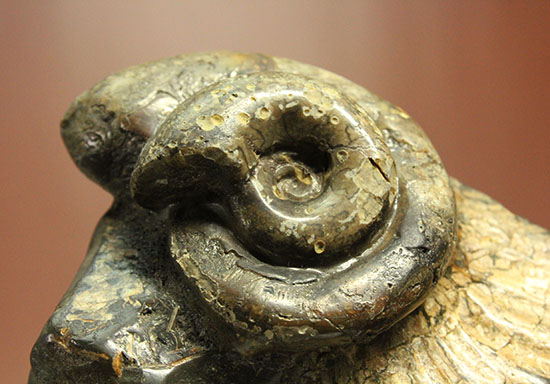 北海道をドドンと３個乗せ！目にも楽しい北海道産のアンモナイト(Ammonite)（その4）