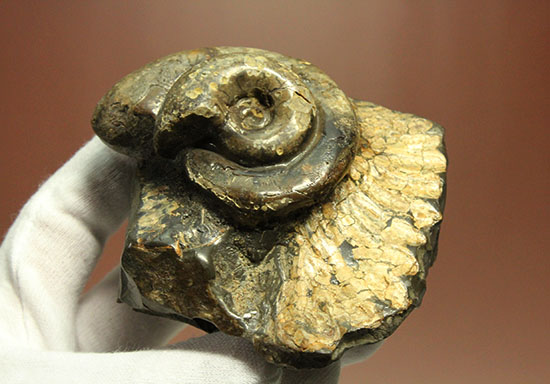 北海道をドドンと3個乗せ!目にも楽しい北海道産のアンモナイト(Ammonite)(その5)