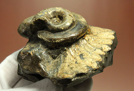 北海道をドドンと３個乗せ！目にも楽しい北海道産のアンモナイト(Ammonite)（その6）