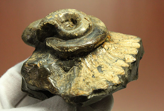 北海道をドドンと3個乗せ!目にも楽しい北海道産のアンモナイト(Ammonite)(その6)