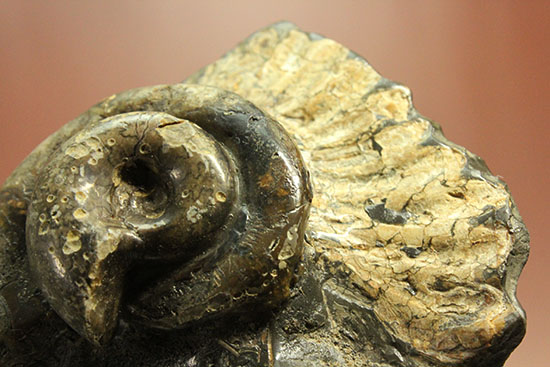 北海道をドドンと3個乗せ!目にも楽しい北海道産のアンモナイト(Ammonite)(その7)