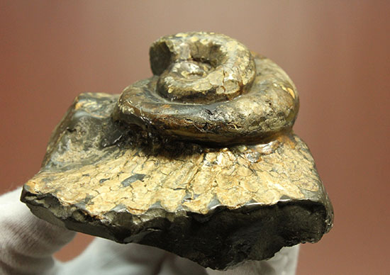 北海道をドドンと3個乗せ!目にも楽しい北海道産のアンモナイト(Ammonite)(その8)