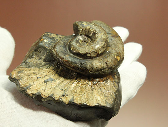 北海道をドドンと3個乗せ!目にも楽しい北海道産のアンモナイト(Ammonite)(その9)