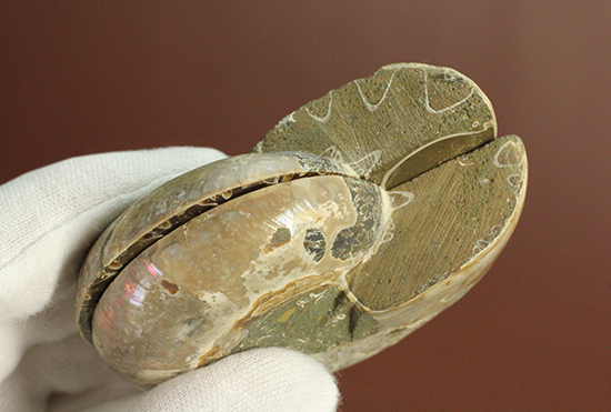 厚みあり！丸みが愛らしいマダガスカル産アンモナイトのスライスカット標本