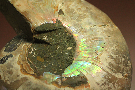 厚みあり！丸みが愛らしいマダガスカル産アンモナイトのスライスカット標本（その6）