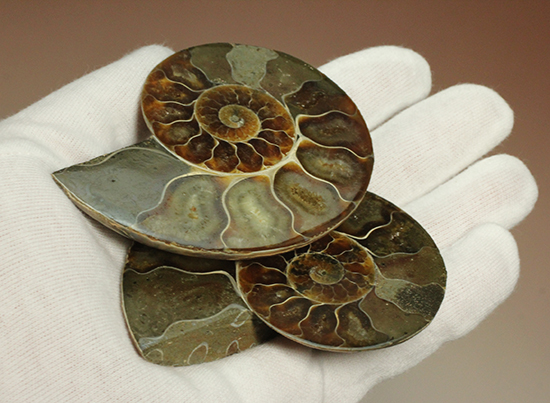 マダガスカル産アンモナイト（Ａｍｍｏｎｉｔｅ）