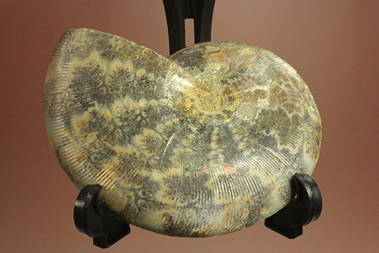 上質！アンモナイトの殻の構造が丸わかりのハーフカット標本（その10）