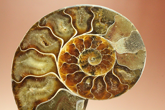 上質！アンモナイトの殻の構造が丸わかりのハーフカット標本（その11）