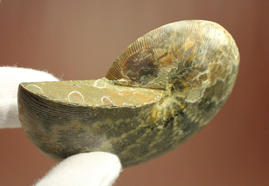 上質！アンモナイトの殻の構造が丸わかりのハーフカット標本（その14）