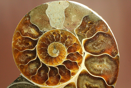 上質！アンモナイトの殻の構造が丸わかりのハーフカット標本（その19）