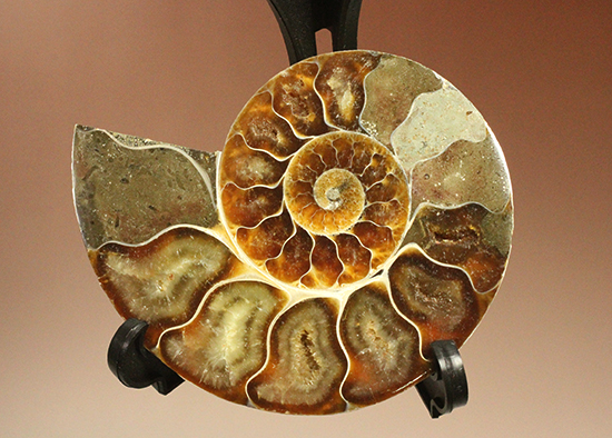 上質！アンモナイトの殻の構造が丸わかりのハーフカット標本（その5）