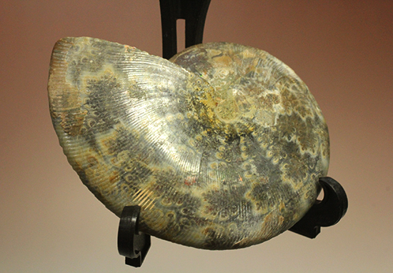 上質！アンモナイトの殻の構造が丸わかりのハーフカット標本（その8）