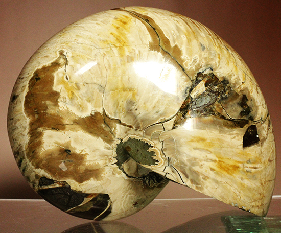 「生きた化石」ことオウムガイの化石
