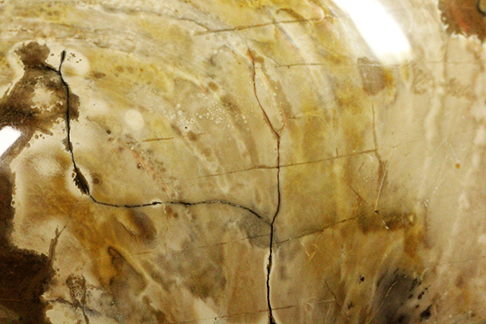 凄まじいボリューム！２３００ｇの「生きた化石」ことオウムガイの化石（その8）