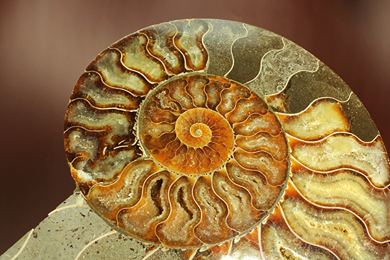 マダガスカル産アンモナイト（Ammonite）