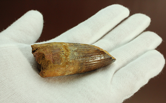 人気肉食恐竜スピノサウルス歯化石(Spinosaurus)(その1)