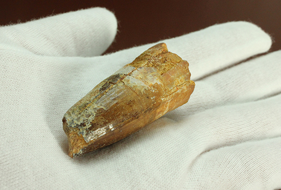 人気肉食恐竜スピノサウルス歯化石(Spinosaurus)(その10)
