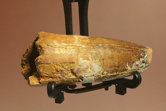 人気肉食恐竜スピノサウルス歯化石(Spinosaurus)(その12)