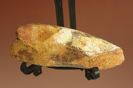 人気肉食恐竜スピノサウルス歯化石(Spinosaurus)(その13)