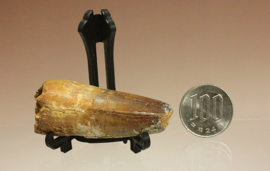人気肉食恐竜スピノサウルス歯化石(Spinosaurus)(その14)