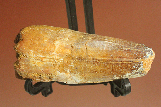 人気肉食恐竜スピノサウルス歯化石(Spinosaurus)(その3)