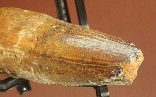 人気肉食恐竜スピノサウルス歯化石(Spinosaurus)(その5)