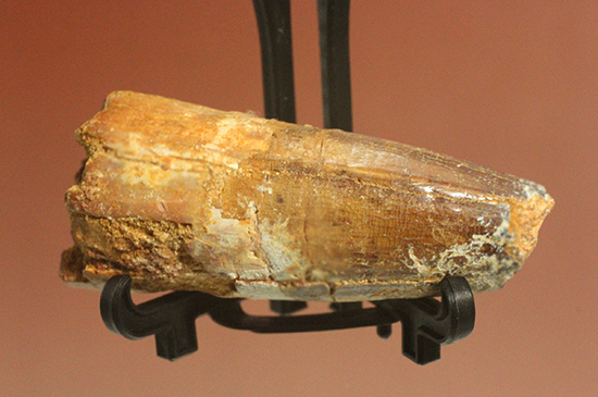 人気肉食恐竜スピノサウルス歯化石(Spinosaurus)(その7)