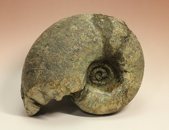 直径21cm　厚12.5cmの分厚い、北海道産アンモナイト(Ammonite)（その1）