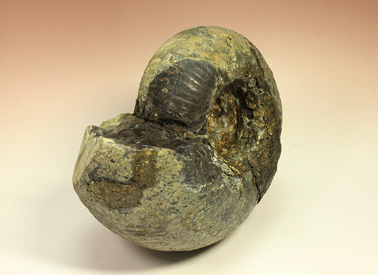 直径21cm　厚12.5cmの分厚い、北海道産アンモナイト(Ammonite)（その10）