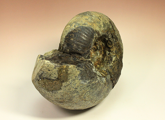 直径21cm 厚12.5cmの分厚い、北海道産アンモナイト(Ammonite)(その10)