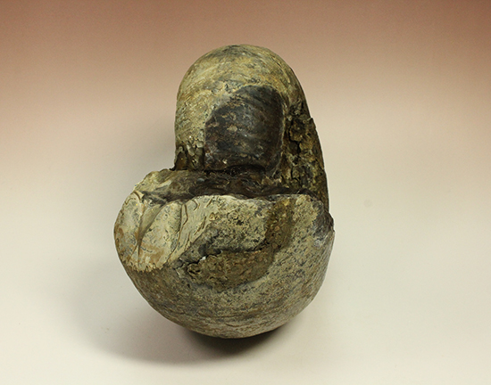 直径21cm 厚12.5cmの分厚い、北海道産アンモナイト(Ammonite)(その11)