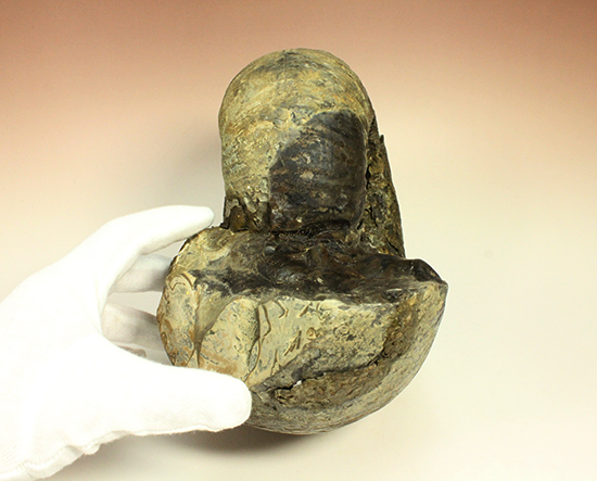 直径21cm 厚12.5cmの分厚い、北海道産アンモナイト(Ammonite)(その12)