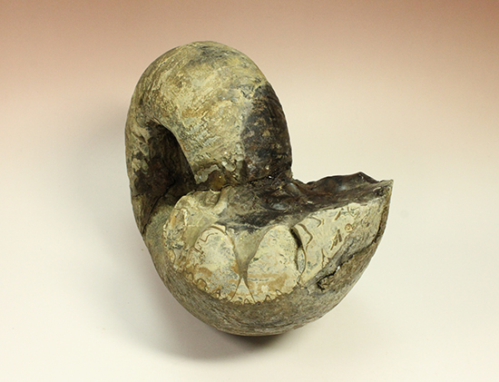 直径21cm　厚12.5cmの分厚い、北海道産アンモナイト(Ammonite)（その13）