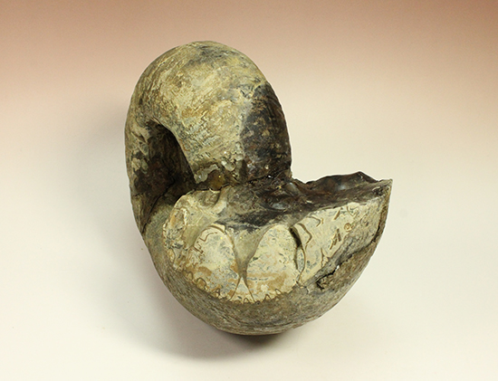 直径21cm 厚12.5cmの分厚い、北海道産アンモナイト(Ammonite)(その13)