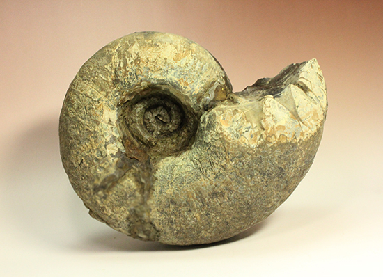 直径21cm　厚12.5cmの分厚い、北海道産アンモナイト(Ammonite)（その14）