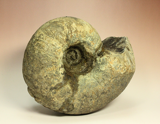 直径21cm 厚12.5cmの分厚い、北海道産アンモナイト(Ammonite)(その15)