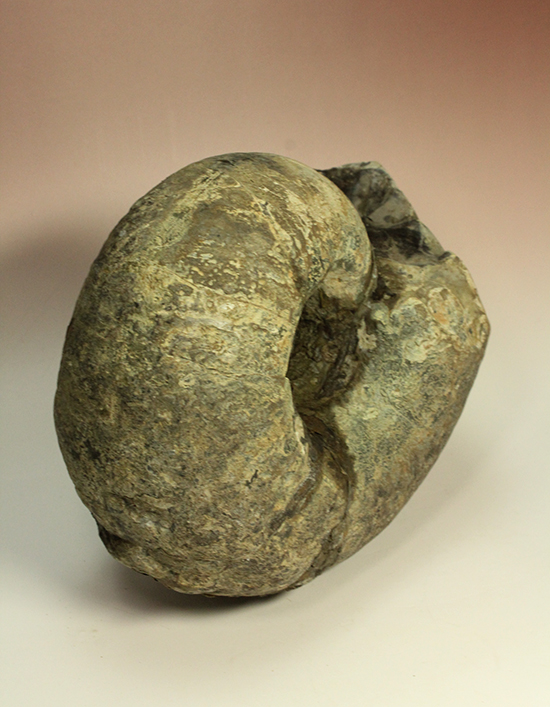 直径21cm　厚12.5cmの分厚い、北海道産アンモナイト(Ammonite)（その16）