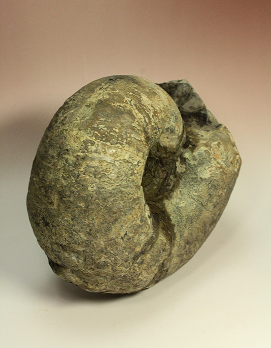 直径21cm 厚12.5cmの分厚い、北海道産アンモナイト(Ammonite)(その16)