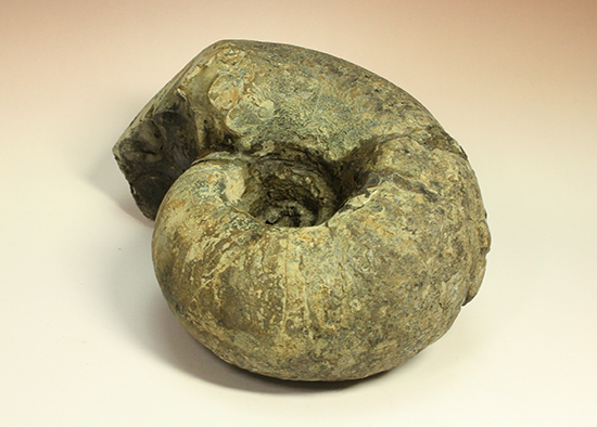 直径21cm　厚12.5cmの分厚い、北海道産アンモナイト(Ammonite)（その17）