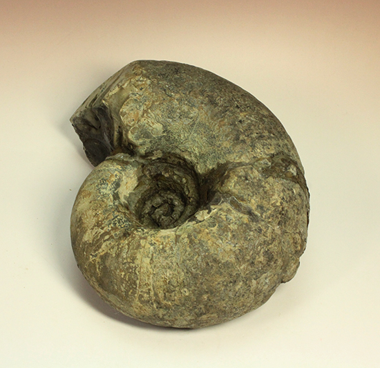 直径21cm　厚12.5cmの分厚い、北海道産アンモナイト(Ammonite)（その18）