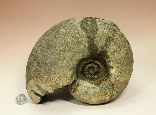 直径21cm　厚12.5cmの分厚い、北海道産アンモナイト(Ammonite)（その19）
