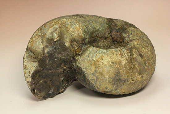 直径21cm　厚12.5cmの分厚い、北海道産アンモナイト(Ammonite)（その2）