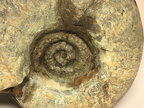 直径21cm 厚12.5cmの分厚い、北海道産アンモナイト(Ammonite)(その3)