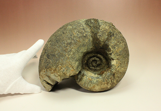 直径21cm　厚12.5cmの分厚い、北海道産アンモナイト(Ammonite)（その4）