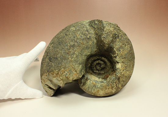 直径21cm 厚12.5cmの分厚い、北海道産アンモナイト(Ammonite)(その4)