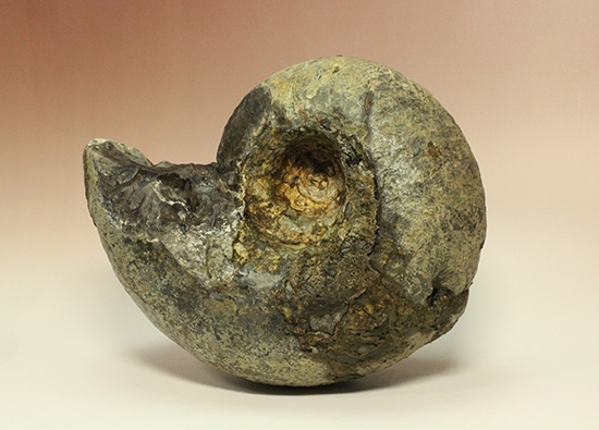 直径21cm　厚12.5cmの分厚い、北海道産アンモナイト(Ammonite)（その6）