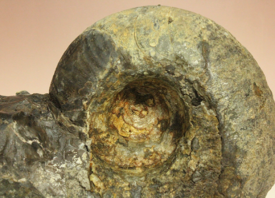直径21cm　厚12.5cmの分厚い、北海道産アンモナイト(Ammonite)（その7）