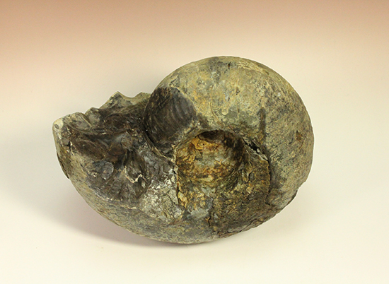 直径21cm　厚12.5cmの分厚い、北海道産アンモナイト(Ammonite)（その8）